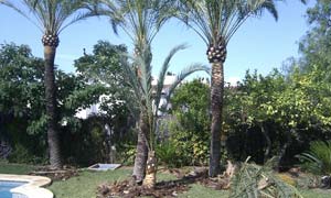 Neu Jardines 05
